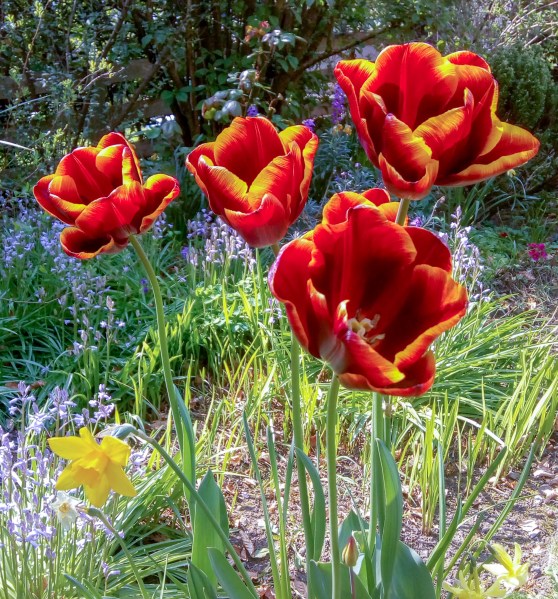 Easter Monday flowers